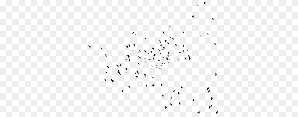 Birds Black And Image Flock, Gray Free Transparent Png