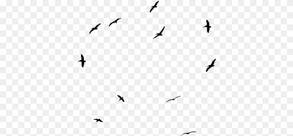 Birds Black Effects Effect Animals Cute Circle Flock, Gray Png