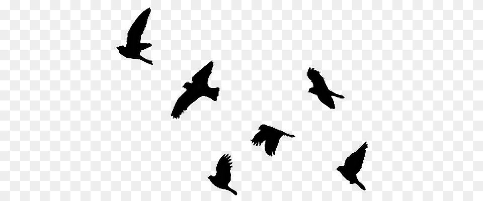 Birds Black Sticker Photography Freetoedit, Animal, Bird, Flying, Silhouette Free Png