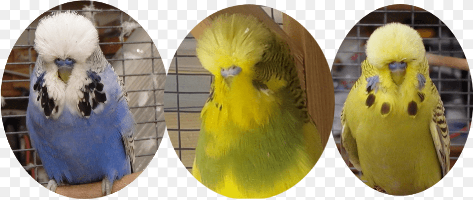 Birds Budgies Birds Budgerigar, Animal, Bird, Parakeet, Parrot Free Png Download