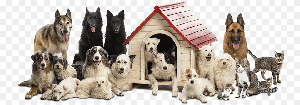 Birds Cats Dogs Fish Mice Rabbits Rats Turtles Dog, Animal, Mammal, Dog House, Canine Png