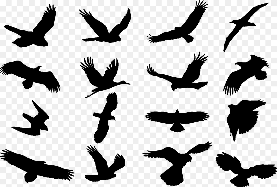 Birds Cdr, Animal, Bird, Flying, Silhouette Png Image