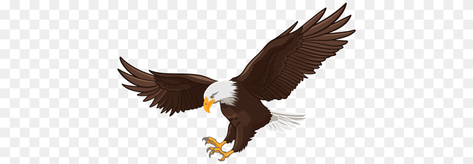 Birds Clip Art Art And Eagle, Animal, Bird, Beak, Bald Eagle Png