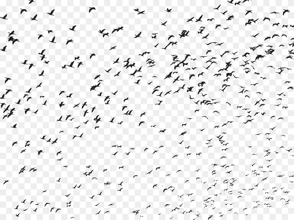 Birds Clipart, Animal, Flock, Bird Free Transparent Png