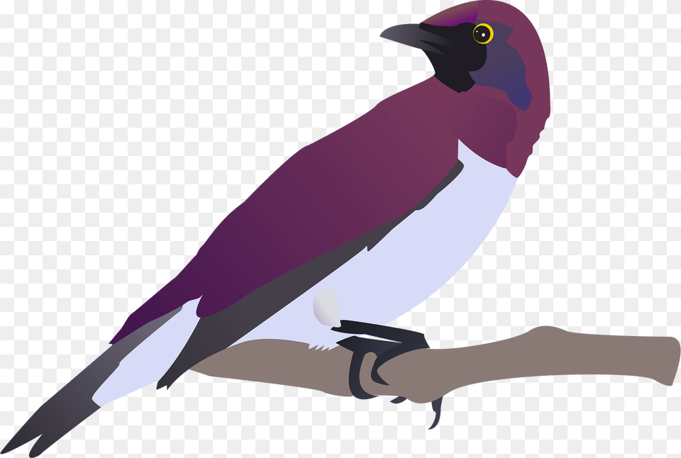 Birds Clipart, Animal, Beak, Bird, Finch Png