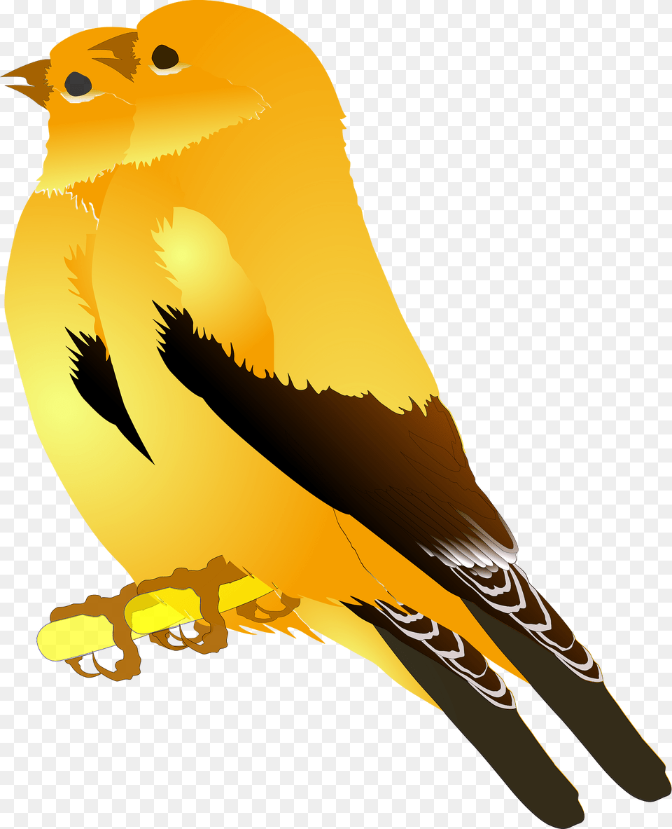 Birds Clipart, Animal, Bird, Finch, Canary Png Image