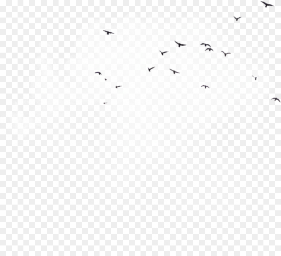 Birds Clouds Background Overlay Aesthetic Icon Darkness, Silhouette, Stencil, Animal, Bird Png Image