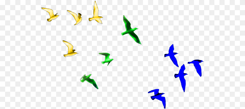 Birds Colorfulbirds Transparent Birds Flying, Animal, Bird, Flock Free Png