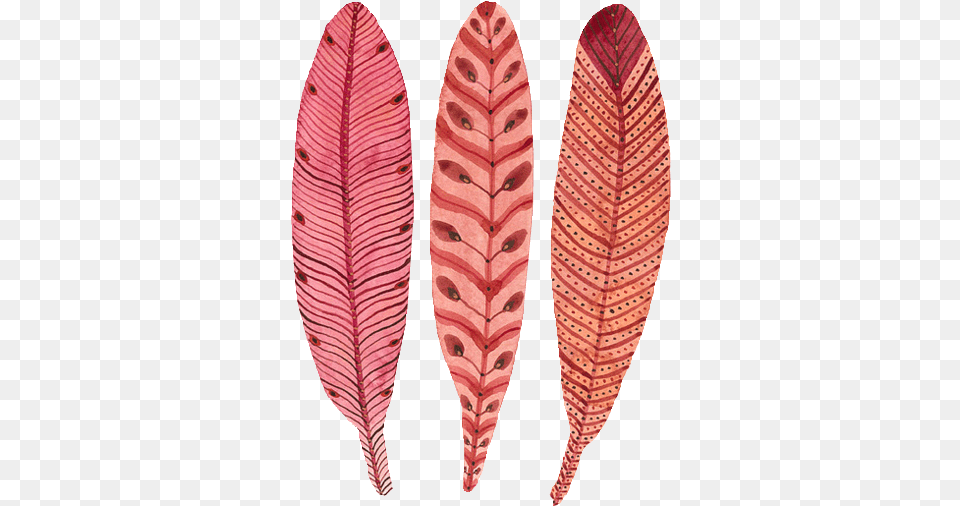 Birds Feather And Pink Image Illustration, Accessories, Flower, Formal Wear, Leaf Free Png