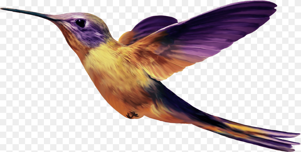 Birds File Purple And Yellow Hummingbird, Animal, Bird, Face, Head Free Png Download