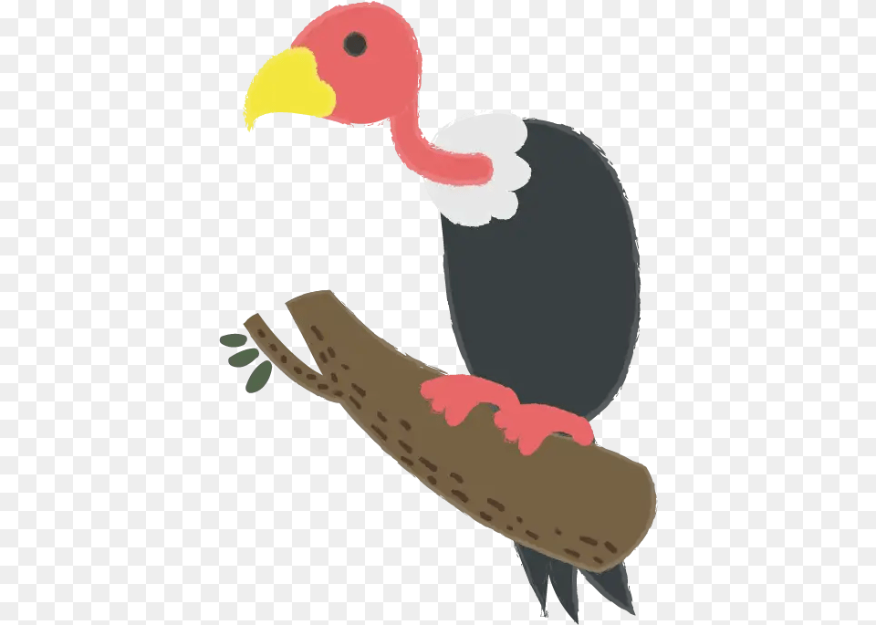 Birds Flashcards For Kids Todpolescom Illustration, Animal, Beak, Bird, Vulture Free Transparent Png