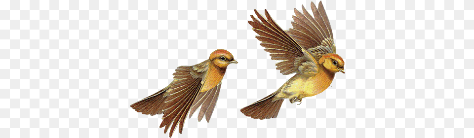 Birds Fly In The Sky Album On Imgur Birds Flying Clipart Gif, Animal, Bird, Finch, Sparrow Png Image