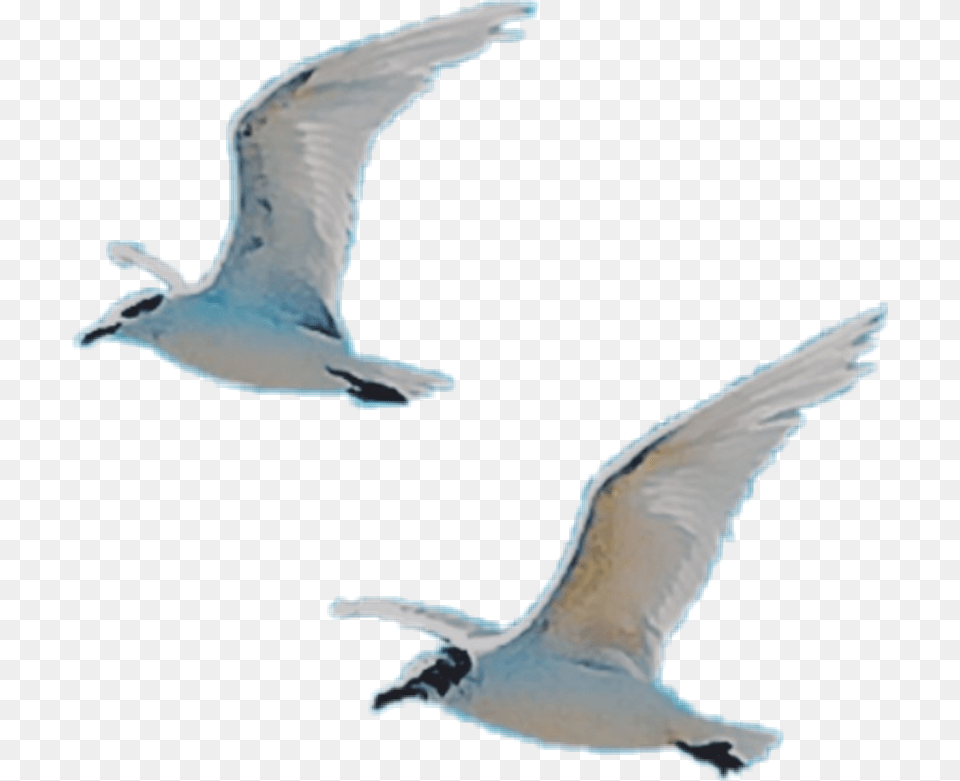 Birds Fly Wings Free White European Herring Gull, Animal, Bird, Flying, Seagull Png