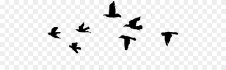 Birds Flying, Gray Free Transparent Png