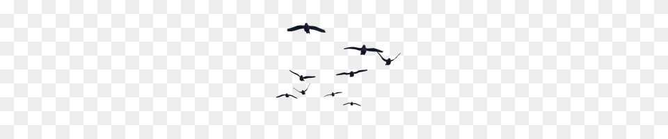 Birds Flying, Aircraft, Animal, Bird, Flight Png Image