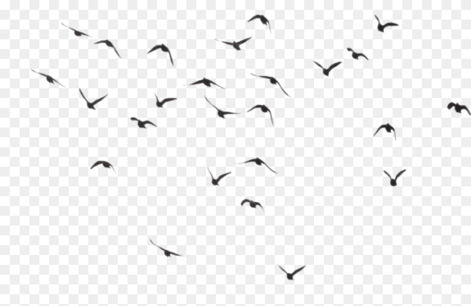 Birds Flying Away Tattoo Tumblr Transparent Birds Flying, Animal, Bird, Flock, Mammal Png Image