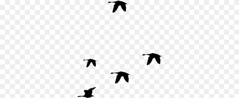 Birds Flying Away Images, Animal, Bird, Silhouette, Stencil Free Transparent Png