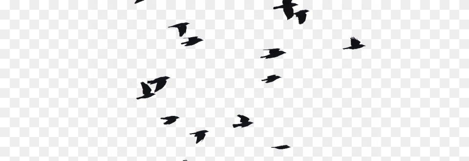 Birds Flying Bird Flight Clip Art Transparent Picture, People, Person, Animal, Graduation Free Png