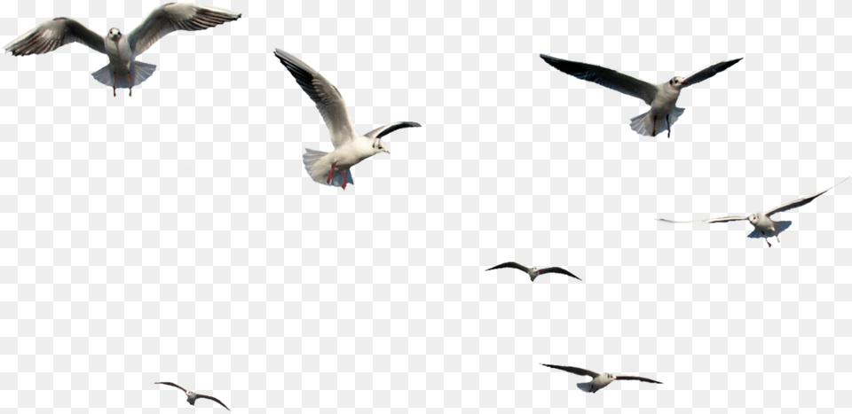 Birds Flying Bird Images Vectors And Psd Files Birds Flying Gif, Animal, Seagull, Waterfowl, Beak Free Png