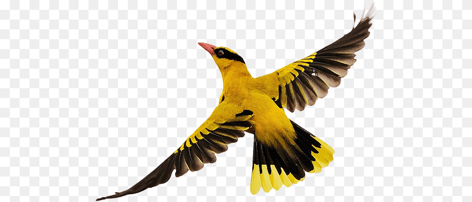 Birds Flying Bird In Flight, Animal, Beak, Finch Free Transparent Png