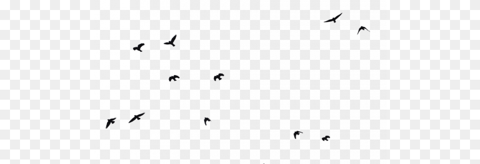 Birds Flying Bird Transparent Images All Birds, Animal, Aircraft, Airplane, Transportation Free Png Download