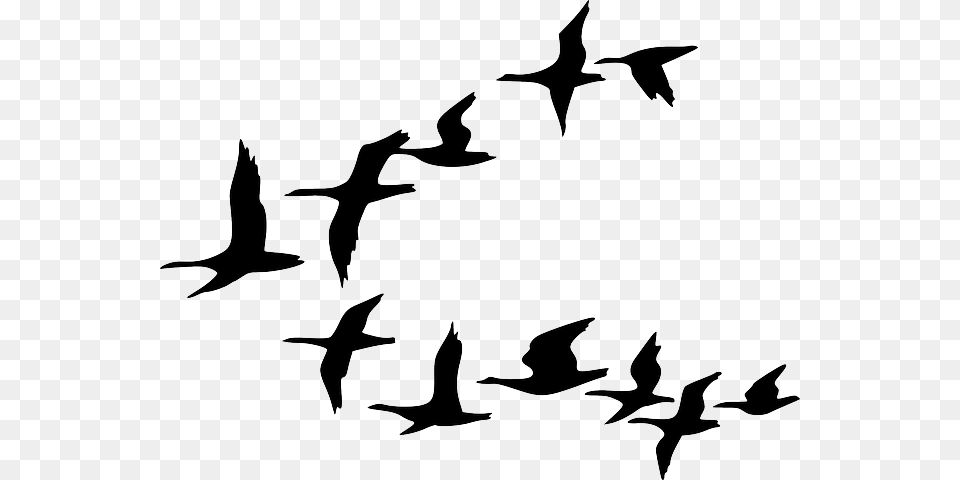 Birds Flying Clipart, Animal, Bird, Flock, Silhouette Png Image