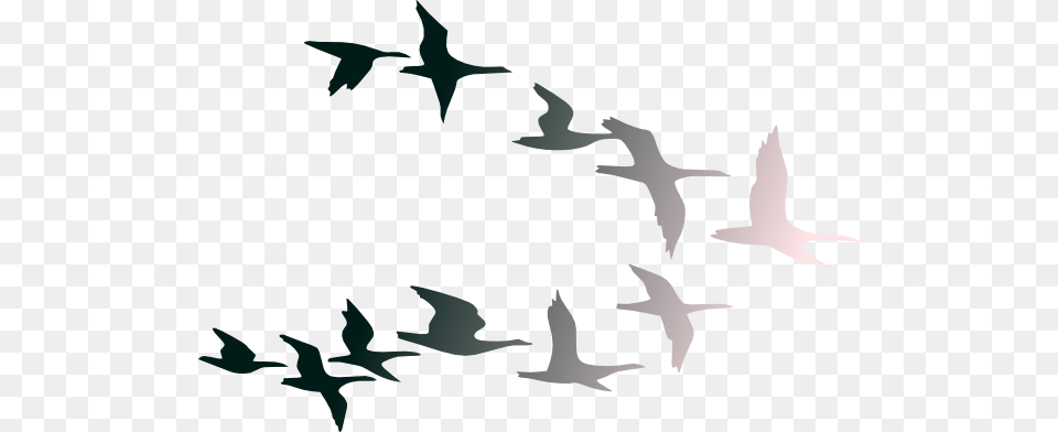 Birds Flying Clipart, Animal, Bird, Flock, Goose Png Image