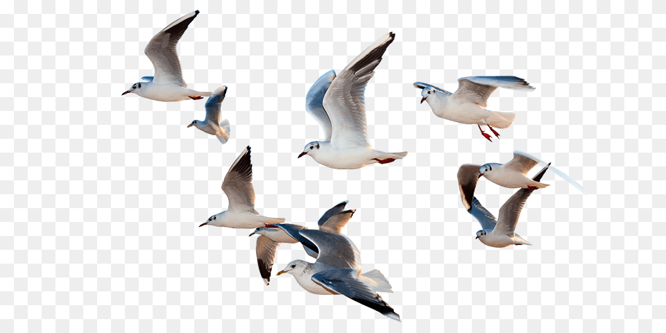 Birds Flying Flying Birds 4k, Animal, Bird, Seagull, Waterfowl Free Transparent Png