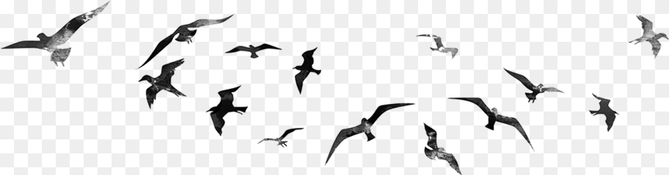Birds Flying For Editing, Gray Free Png Download