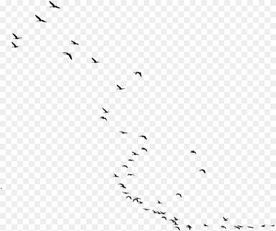 Birds Flying Freetoedit Flock, Animal, Bird, Outdoors Free Transparent Png