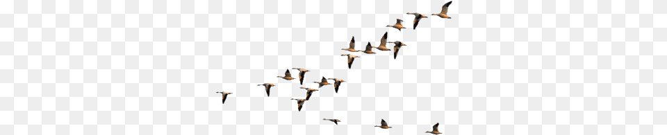 Birds Flying Ii By Geosammy Birds Flying Transparent, Animal, Bird, Flock, Goose Free Png