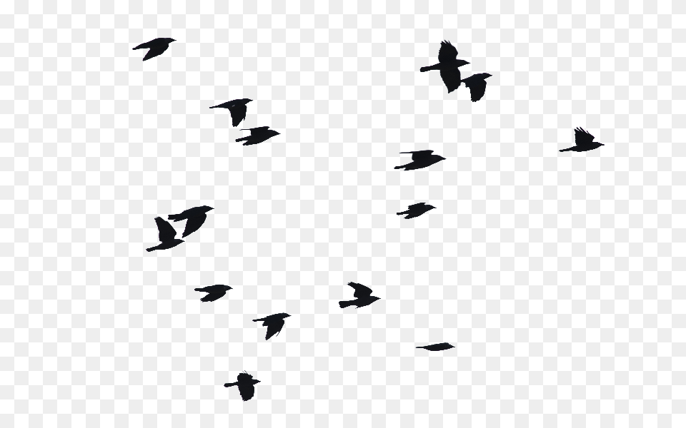 Birds Flying Image, Animal, Bird, Flock, Silhouette Free Transparent Png