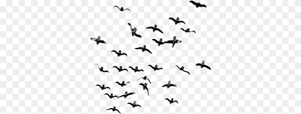 Birds Flying Image Transparent Flock Of Birds, Silhouette, Person Png