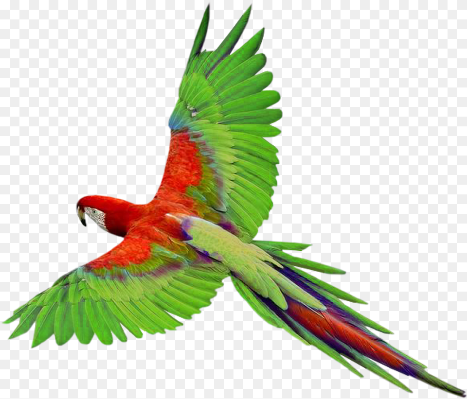 Birds Flying Parrot, Animal, Bird, Macaw Free Transparent Png