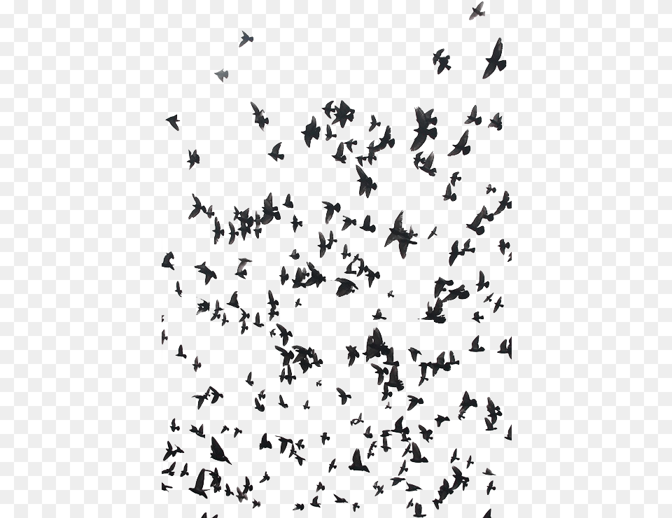 Birds For Double Exposure, Paper, Animal, Bird, Chandelier Free Png Download