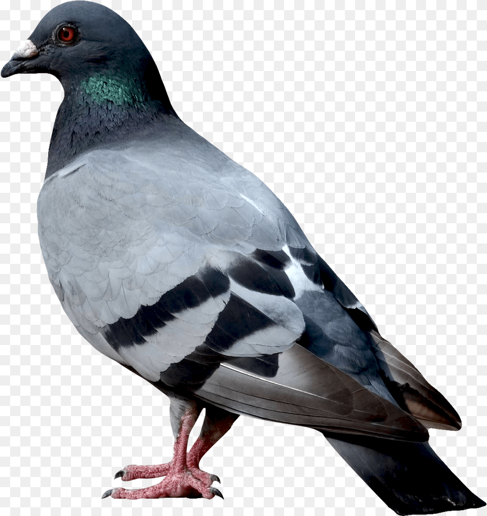 Birds Free Download Dove Hd, Animal, Bird, Pigeon Png