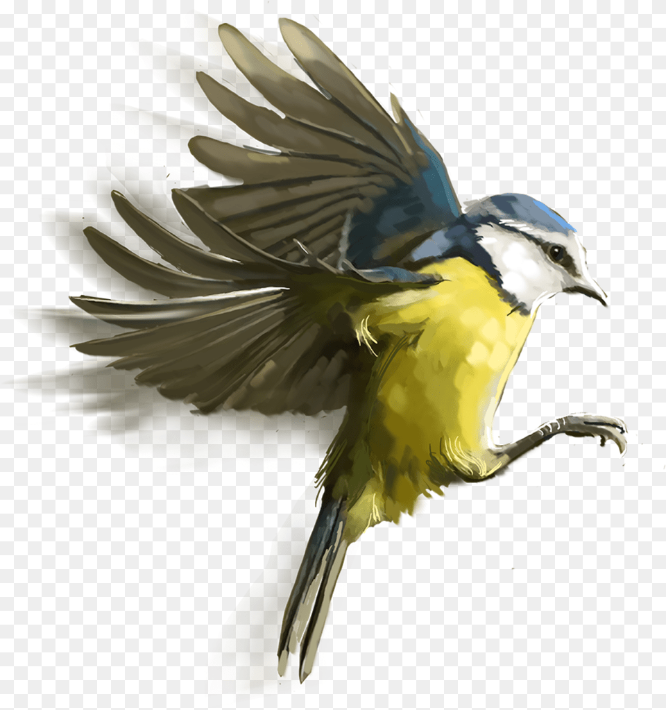 Birds Free Vector Picsart Birds Hd, Animal, Bird, Jay, Finch Png