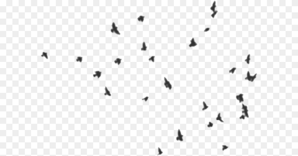 Birds From Far Away, Animal, Flock, Blackboard Free Png Download