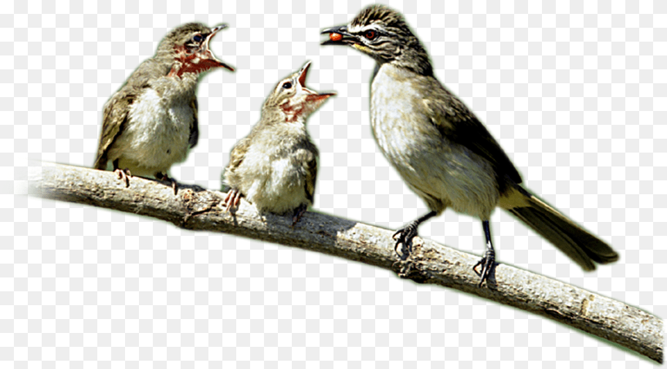 Birds Hd Wallpapersimages Lark, Animal, Anthus, Bird, Finch Png