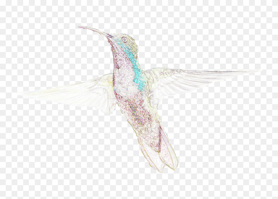 Birds Hummingbird Drawing, Animal, Bird, Flying Png Image