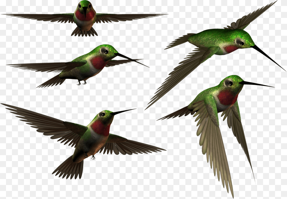 Birds Hummingbird I Want You Animals Hummingbirds Animal, Bird, Bee Eater Free Transparent Png