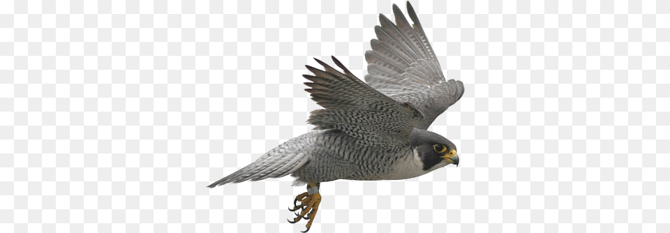 Birds Image Background Peregrine Falcon, Animal, Beak, Bird, Accipiter Free Transparent Png