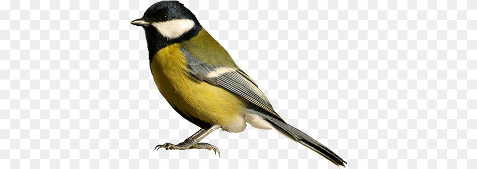 Birds Bird Background, Animal, Beak, Finch, Canary Png Image