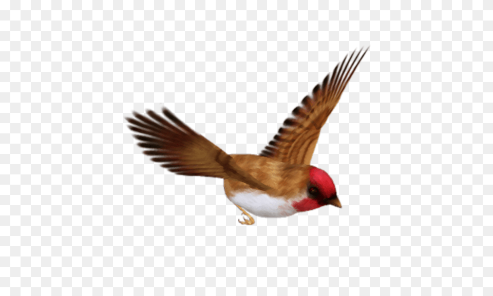 Birds Image Without Background Single Flying Birds, Animal, Bird, Finch, Beak Free Png