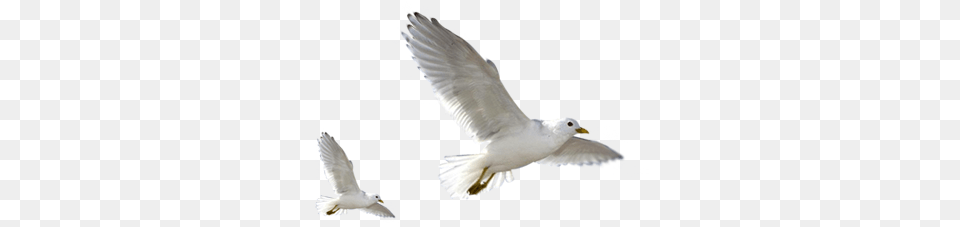 Birds Images 4 Image Birds By Lg Design, Animal, Bird, Flying, Seagull Free Transparent Png