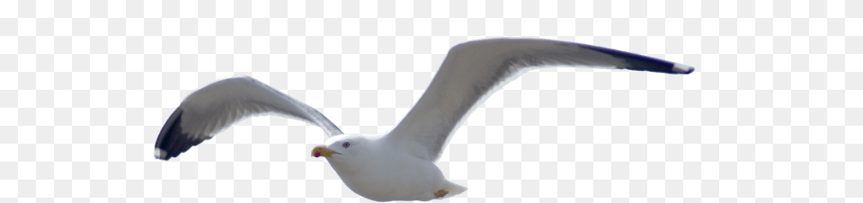 Birds Images Are Free To Download Format Sea Birds, Animal, Bird, Flying, Seagull Png Image