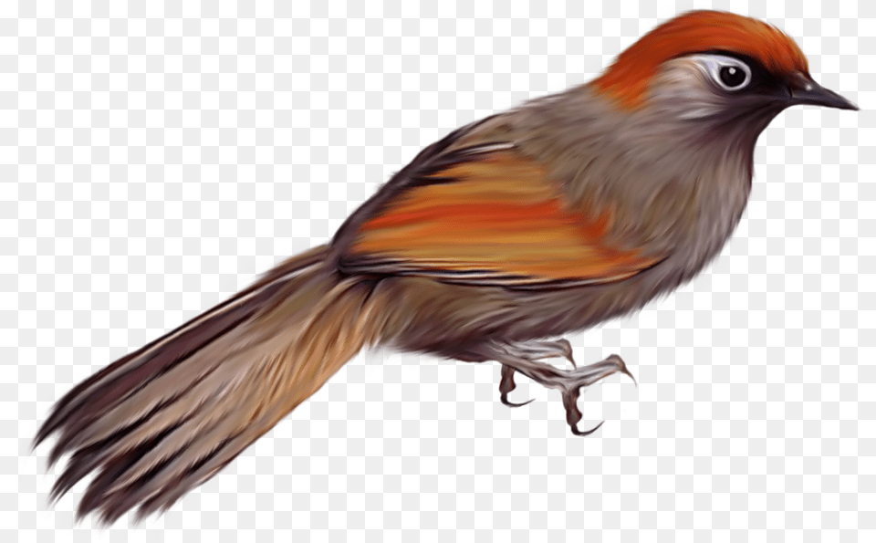 Birds Images Are To Oiseau, Animal, Bird, Finch, Jay Free Transparent Png