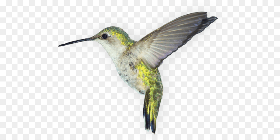 Birds Images Download Background Bird, Animal, Hummingbird Png