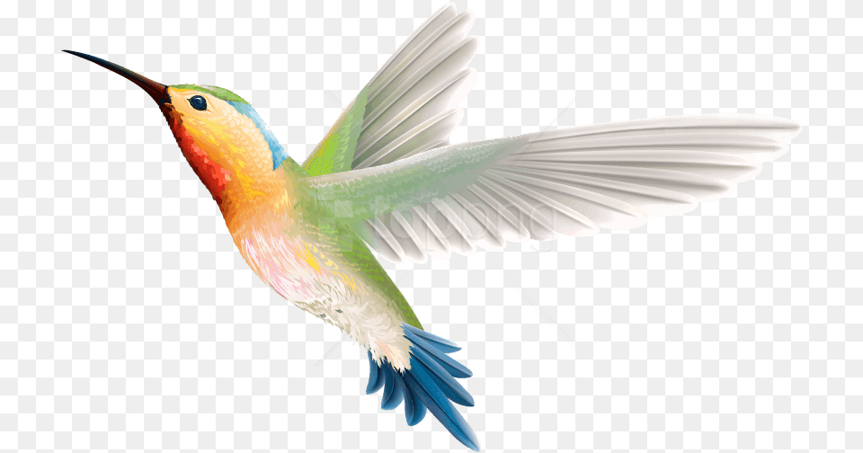 Birds Images Hummingbird, Animal, Bird, Flying, Bee Eater Png Image