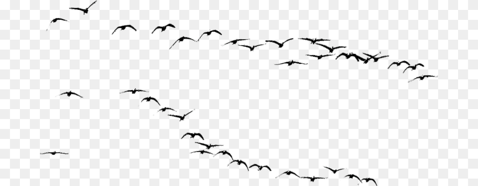 Birds Immagini Uccelli, Animal, Flock, Bird, Flying Free Transparent Png